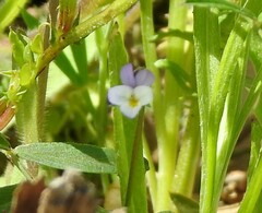 Viola kitaibeliana