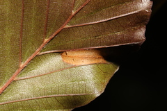 Phyllonorycter maestingella