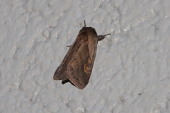 Bellura densa