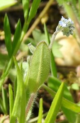Myosotis ramosissima