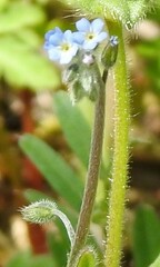 Myosotis ramosissima