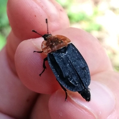 Oiceoptoma thoracicum