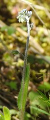 Myosotis ramosissima
