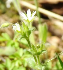 Cerastium brachypetalum