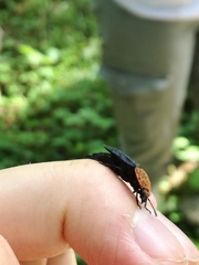 Oiceoptoma thoracicum