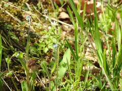 Myosotis ramosissima