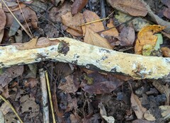 Radulomyces confluens