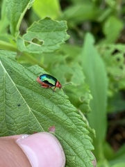 Kuschelina gibbitarsa