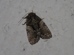 Chytonix palliatricula