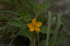 Mentzelia oligosperma