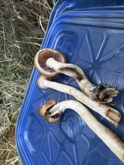 Psilocybe azurescens