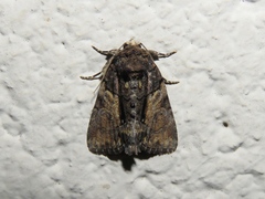 Chytonix palliatricula