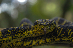 Bothriechis schlegelii