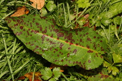 Ramularia rubella