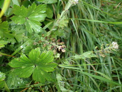 Lepidium heterophyllum