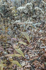 Eupatorium sessilifolium
