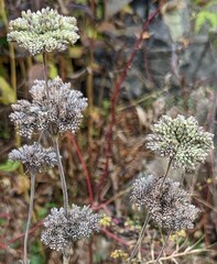 Pycnanthemum incanum
