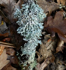 Hypotrachyna osseoalba