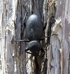 Iphthiminus serratus