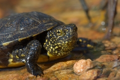 Emys orbicularis