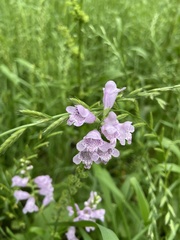 Physostegia