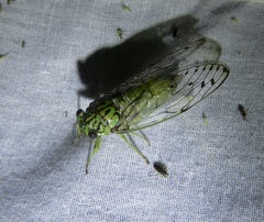 Neocicada hieroglyphica