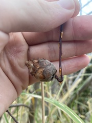 Rabdophaga salicisgnaphalioides