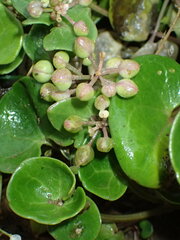 Cochlearia officinalis