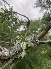 Ramalina celastri