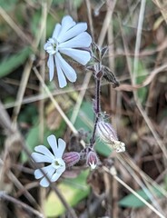 Silene latifolia alba