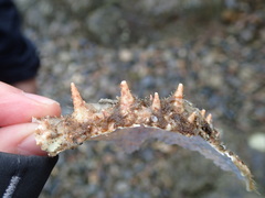 Maja brachydactyla