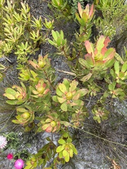 Leucadendron gandogeri