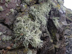Ramalina siliquosa