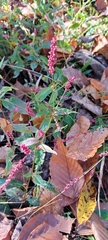 Persicaria extremiorientalis