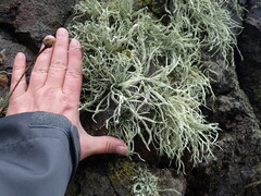 Ramalina siliquosa
