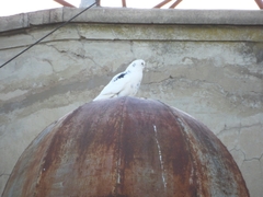 Columba livia domestica