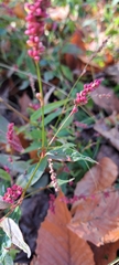 Persicaria extremiorientalis