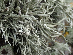 Ramalina siliquosa