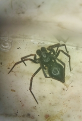 Euryopis episinoides