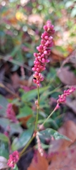 Persicaria extremiorientalis