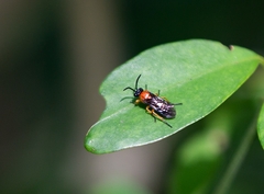 Tenthredinoidea
