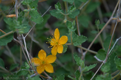 Mentzelia oligosperma