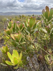 Leucadendron gandogeri