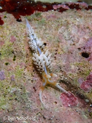 Phidiana lynceus