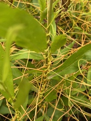 Cuscuta