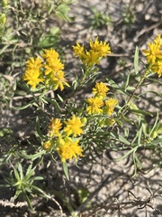 Euthamia gymnospermoides