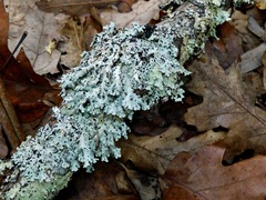 Hypotrachyna osseoalba