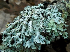 Hypotrachyna osseoalba