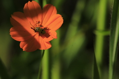 Chauliognathus hieroglyphicus