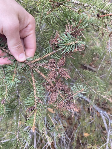 Pineapple-gall Adelgid photo 2